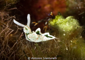 An Elysia timida nudibranch close up. In the background a... by Antonio Venturelli 